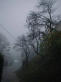 magla_1