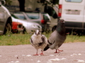 golubovi