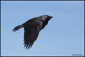 Čavka Corvus m…