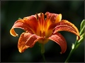 rosno