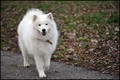 samojed
