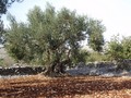 maslina