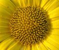 yellow little …