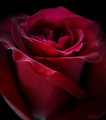 Scent of a rose