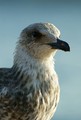 Galeb