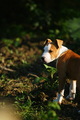 tyson