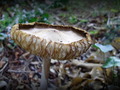 Pokvarenjakuša