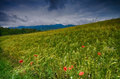 Polje raži pos…